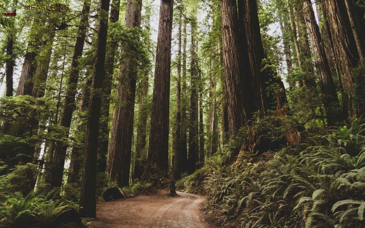giant redwood trees